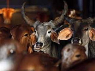 असम में प्रमुख इस्लामी संगठन ने मुसलमानों से बकरीद पर गाय की कुर्बानी नहीं देने का आग्रह किया