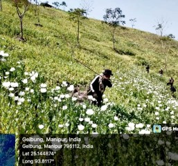 मणिपुर में 34 एकड़ में लगी अफीम की खेती को पुलिस ने किया नष्ट
