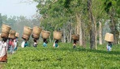 त्रिपुरा चाहता  है बांग्लादेश में दोबारा उसके चाय नीलाम हो,1965 के पाकिस्तान युद्ध के बाद से है बंद