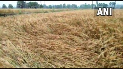उत्तर प्रदेश: लखनऊ में बारिश और ओलावृष्टि से फसलों को नुकसान हुआ, जिससे किसानों को परेशानी हो रही है।