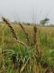 धमतरी : गेहूं फसल पड़ रही काली, किसान हो रहे चिंतित