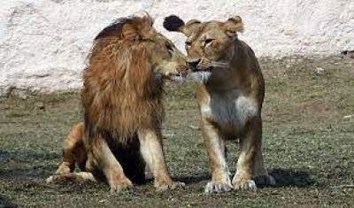 हैदराबाद के प्राणी उद्यान के आठ शेर कोरोना वायरस से संक्रमित पाए गए