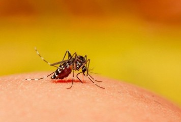 दिल्ली में इस साल डेंगू के 55 मामले