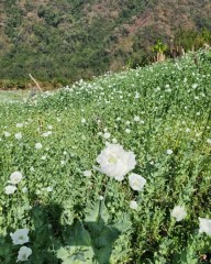 मणिपुर में 25 एकड़ में लगी अफीम की खेती को नष्ट