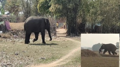 सिमडेगा में हाथी ने मचाया आतंक, एक युवक घायल