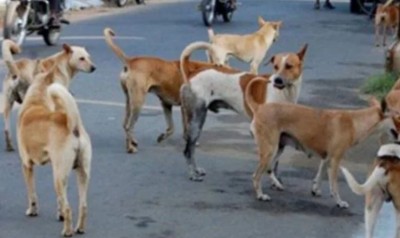 उदयपुर में आवारा कुत्तों ने चार साल की बच्ची को नोंच-नोंच कर मार डाला