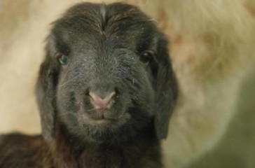 चीन में दुनिया की पहली क्लोन तिब्बती भेड़ का जन्म होने का दावा