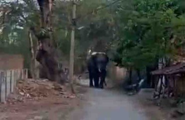 कांकेर : अपने कुनबे से भटककर वन्य प्राणी हाथी गोविंदपुर से होते हुए डुमाली पहुंचा