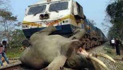 असम के मुख्यमंत्री ने हाथियों को ट्रेन की चपेट में आने से बचाने के लिए एनएफआर को दिए निर्देश