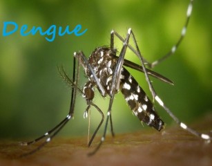 बंगाल में बढ़ रहे हैं डेंगू के मामले, चौकाने वाले हैं स्वास्थ्य विभाग के आंकड़े