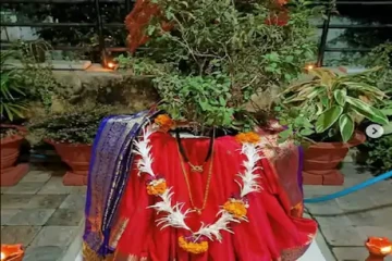 तुलसी विवाह 26 नवंबर गुरुवार को है. हर साल तुलसी विवाह कार्तिक मास के शुक्ल पक्ष की एकादशी तिथि को मनाया जाता