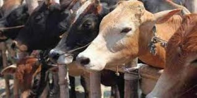 मवेशियों में लम्‍पी रोग के मद्देनजर राजस्‍थान में पशु मेलों व पशु हाट पर रोक